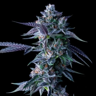 DNA Genetics LA Chocolat