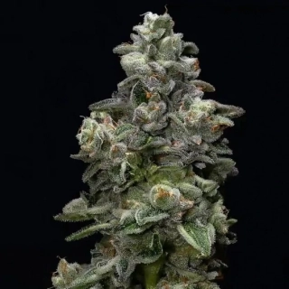 DNA Genetics Rocklock