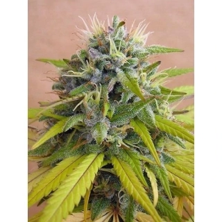 DNA Genetics Sharksbreath