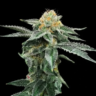 DNA Genetics Sour Diesel
