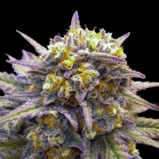 DNA Genetics Sour Tangie