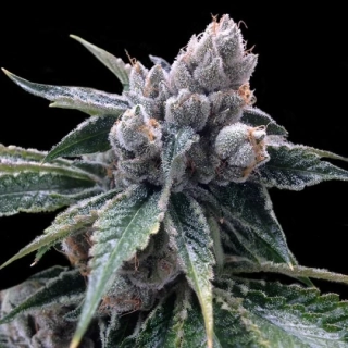 DNA Genetics White Walker Kush