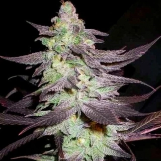 DNA Genetics Cannalope Haze regular