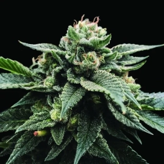 DNA Genetics Tangie regular