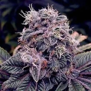 Natural Seeds Blueberry Auto