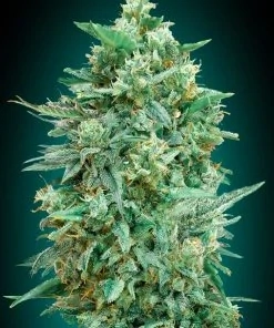 Natural Seeds Golden Rollex 6ks