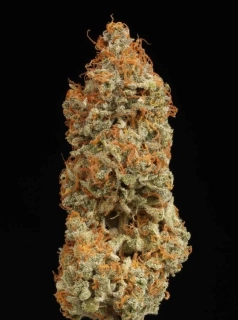 Natural Seeds Critical+ XXL