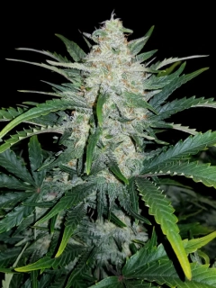 Natural Seeds Magic Rhino Auto
