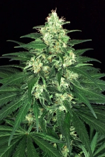 Natural Seeds Lemon Candy Skunk