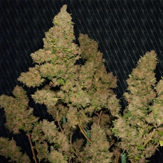 Natural Seeds M.O.B Mother of Buds