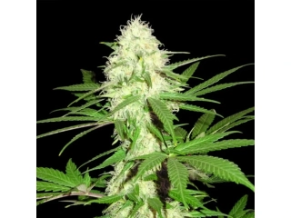 Sumo Seeds Sumo´s Big Bud 3ks feminizovaná
