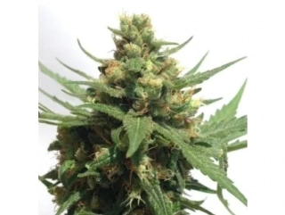Sumo Seeds Sumo´s OG Kush 3ks feminizovaná
