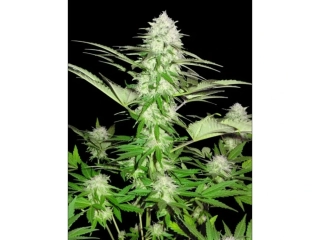 Sumo Seeds Sweet Harlem Diesel 3ks feminizovaná