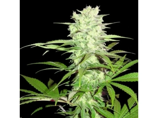 Sumo Seeds Thunderstruck 3ks feminizovaná