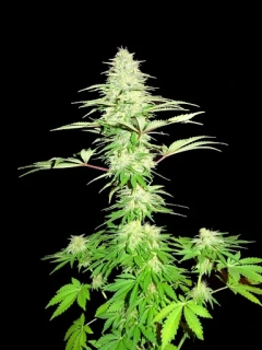 Sumo Seeds Nitro Haze 3ks feminizovaná