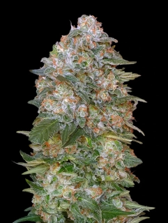Sumo Seeds Critical Chronic 3ks feminizovaná
