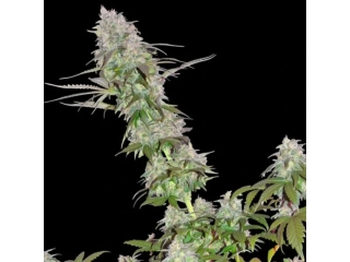 Sumo Seeds Green Mango 3ks feminizovaná