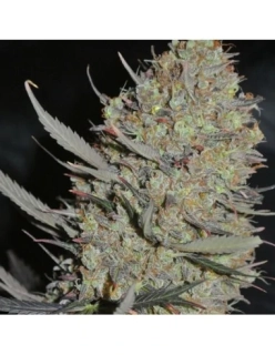 Sumo Seeds Maya Gold 3ks feminizovaná