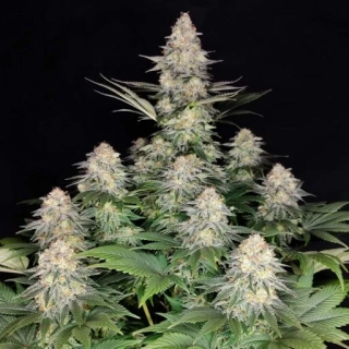 Sumo Seeds Silver Buddha Haze 3ks feminizovaná