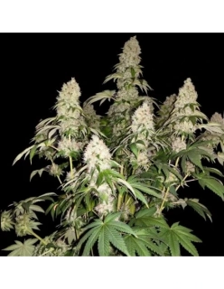 Sumo Seeds White Caramel Cookie 3ks feminizovaná
