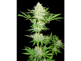 Sumo Seeds Cali Gangsta Kush 3ks feminizovaná