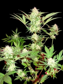 Sumo Seeds Goji Haze 3ks feminizovaná