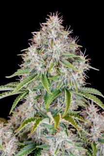 Sumo Seeds Cindrella´s 3ks feminizovaná