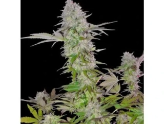 Sumo Seeds Santa Maria Auto 3ks samonakvétací