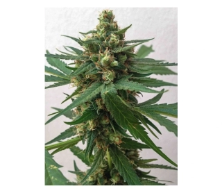 Sumo Seeds Sumo´s OG Kush Auto 3ks samonakvétací