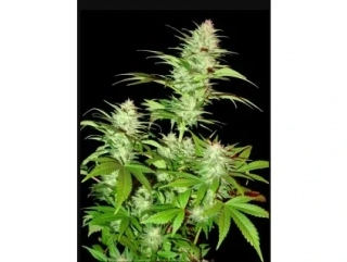 Sumo Seeds Ganja Haze Auto 3ks samonakvétací