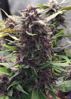 Sumo Seeds deep Purple Haze Auto 3ks samonakvétací