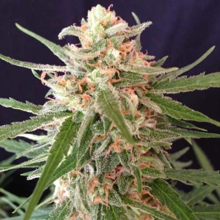 Sumo Seeds Impala 64 haze Auto 3ks samonakvétací