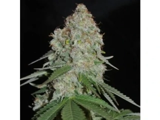Sumo Seeds White Cheese Auto 3ks samonakvétací