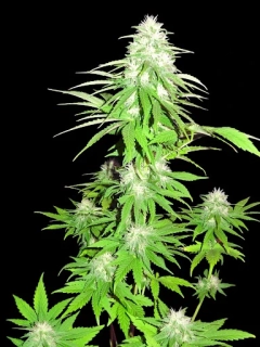 Sumo Seeds Zombie Haze Auto 3ks samonakvétací