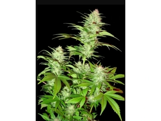Sumo Seeds Critical Chronic 3ks regular