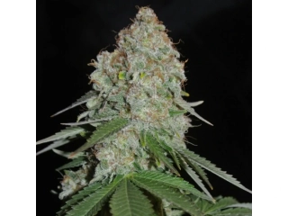 Sumo Seeds Original White Widow 3ks regular