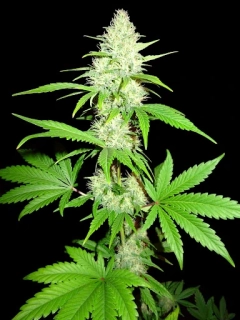 Sumo Seeds Amnesia Ganja Haze 3ks regular