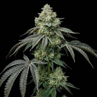 Sumo Seeds Hindu Kush 3ks regular