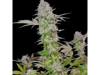 Sumo Seeds Sweet Harlem Diesel 3ks regular
