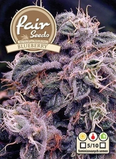 Fair Seeds Blueberry Auto