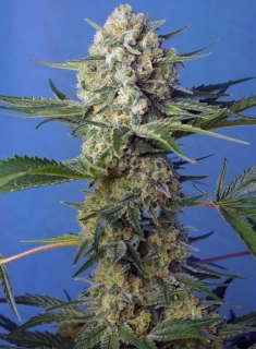 Sweet Seeds Crystal Candy Fast version