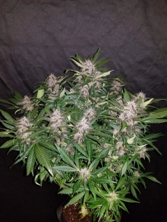 Fast Buds C4-Matic 1ks
