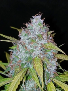Fast Buds California Snow Auto 1ks