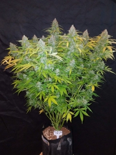 Fast Buds California Snow Auto 10ks