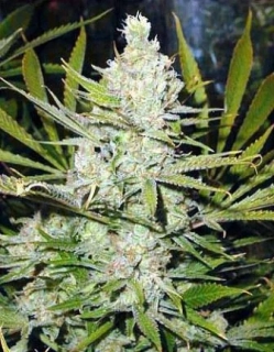 Hy-Pro Seeds Amnesia Haze Regular