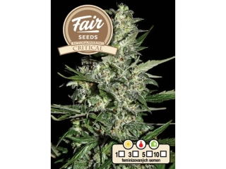 Fair Seeds Critical Auto