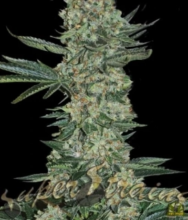 Hy-Pro Seeds Enemy of the State