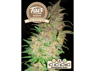 Fair Seeds Big Evil XXL Auto