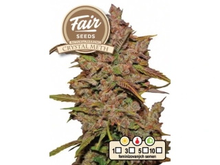 Fair Seeds Crystal Meth Auto