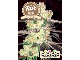 Fair Seeds OG Kush Auto